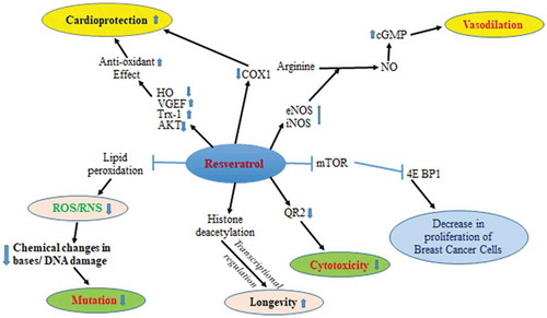 Figure 4. Biological impact of resveratrol and their corresponding pathways