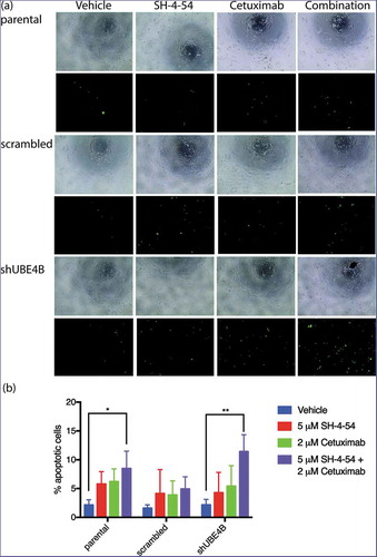 Figure 8. Apoptosis of SK-N-AS neuroblastoma cells is enhanced by treatment with Cetuximab and SH-4-54. Parental SK-N-AS cells, SK-N-AS cells infected with a scrambled shRNA, or SK-N-AS cells depleted of UBE4B, were treated with vehicle (blue bars), SH-4-54 (5 μM, red bars) Cetuximab (2 μM, green bars), or a combination of Cetuximab and SH-4-54 (purple bars). Caspase-3/7 activity was assessed with CellEvent detection reagent and phase contrast microscopy to quantify cell numbers. Percent apoptotic cells (the ratio of fluorescent cells/total cell count) was significantly greater in UBE4B-depleted and parental cells treated with the drug combination compared to SK-N-AS cells treated with vehicle, or cells treated with either Cetuximab or SH-4-54 alone. The mean ±S.E.M. is displayed for each condition and reflects data collected from three independent trials. Comparisons were made using ANOVA with post hoc Dunnett multiple comparison test. * denotes p < .05, ** denotes p < .01, *** denotes p < .001.