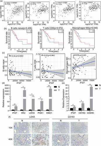 Figure 5. IFI27 is positively correlated with the expression of key genes in glycolysis and M2 macrophage markers. (a) Pearson’s correlation analysis of IFI27 and glycolysis-related genes in GEPIA2.0. (b) Survival analysis of infiltrated immune cells. (c) Scatterplots representing the relationships between the expression of IFI27 and infiltrated immune cells in TCGA. (d) mRNA expression levels of glycolysis-related genes in C57BL/6 mice pancreatic cancer and normal pancreatic tissues measured by qRT-PCR. (e) mRNA expression levels of M2 macrophage markers in pancreatic cancer and normal pancreatic tissues of C57BL/6 mice. (f) Immunohistochemical staining for LDHA (left) and CD163 (right) was performed in pancreatic cancer. *p < 0.05, **p < 0.01, ***p < 0.001. N, normal pancreatic tissues; T, pancreatic tumors; GEPIA, Gene Expression Profiling Interactive Analysis; TCGA, The Cancer Genome Atlas; qRT-PCR, quantitative real-time PCR