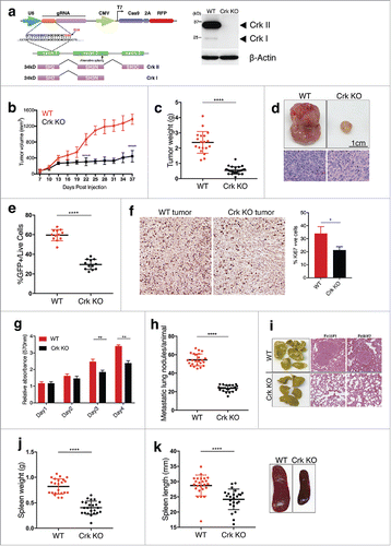 Figure 1. Crk promotes tumor growth and metastatic colonization: (a) Western blot analysis of Crk gene knockout in 4T1-luc2-GFP cells by CRISPR-Cas9 vector targeting exon 1 of murine Crk gene. (b) Tumor volume plot indicating in vivo tumor growth of 1.0 × 105 WT or Crk KO 4T1 cells when injected in mammary fat pad of mice; n = 24/group. (c) Tumor weight quantification between both groups; n >18/group. (d) Representative images (top) and H&E staining (bottom) of primary WT or Crk KO tumors shown. (e) Quantification of GFP+ live cells in each tumor type. (f) Representative Ki67 staining images from WT and Crk KO tumors (left) and quantification of % Ki67 positive cells from three individual images from 2 mice tumors (right). (g) MTT cell growth assay to test the differences in cell growth between WT and Crk KO 4T1 cells. (h) Quantification of lung metastatic nodules/mice by 1.0 × 105 WT or Crk KO 4T1 cells; n >18/group. (i) Representative images (left) and H&E staining (right) of lungs from WT or Crk KO tumors bearing mice shown. Assessment of spleen weight (j) and spleen length (k) in WT or Crk KO tumor bearing mice; n >18/group. Representative images of spleen from WT or Crk KO tumor-bearing mice. Error bars, S.D.; all P values are based on one-sided Student's t-tests. * P < 0.01, ** P < 0.001, **** P < 0.0001. Scale bar: 1 cm.