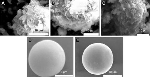 Figure 5 The SEM images of (A) raw Mt, (B) acid-Mt, (C) Mt-BH, (D) conventional microsphere, and (E) BMEM.Abbreviations: Acid-Mt, montmorillonite treated with acid; BMEM, betaxolol hydrochloride encapsulated microsphere; Mt, montmorillonite; Mt-BH, betaxolol hydrochloride loaded into montmorillonite; SEM, scanning electron microscopy.