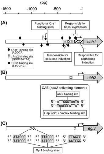 Fig. 5. The architecture of the cbh1 (A), cbh2 (B) and egl3 (C) promoter.