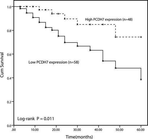 Figure 2 The survival curve of cervical cancer patients based on PCDH7 expression. The five-year survival rate of patients with low PCDH7 expression is lower (P = 0.011).