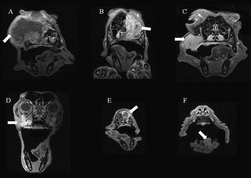 Figure 1.  Coronal, post contrast T1 weighted MR images in the central plane of the tumor (arrow) for the six dogs (A–F) included in the study.