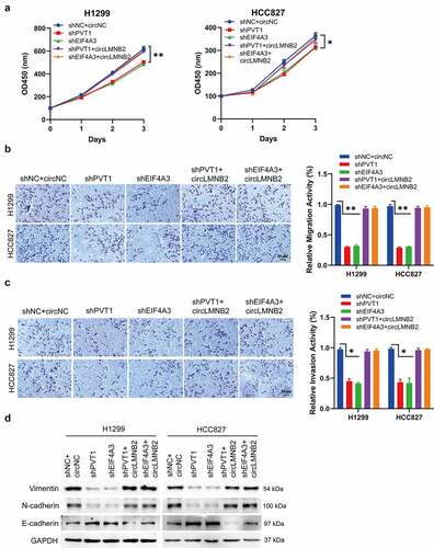 Figure 6. CircLMNB2 overexpression could block the reduced LUAD cells behavior induced by EIF4A3 or PVT1 knockdown. H1299 and HCC827 cells were transfected with shPVT1, shEIF4A3, shPVT1 + circLMNB2, shEIF4A3 + circMNB2 or sh-NC + circNC. (a) Cell viability was analyzed by CCK-8. (b and c) Cell migration and cell invasion were analyzed using Transwell and Transwell-matrigel assays. (d) The EMT-related proteins were detected by western blot. Scale bar,50 μM.