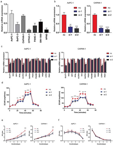 Figure 3. Knockdown of MYEOV impairs the glycolysis of PDAC. (a) Relative mRNA expression levels of MYEOV in cell lines. (b) Knockdown efficiency of MYEOV in two PDAC cell lines. (c) Relative mRNA expression levels of glycolysis-related genes. (d) Glycolytic function of AsPC-1 and CAPAN-1 treated with siRNA or not were measured by extracellular acidification rate. (e) Relative cell viability of AsPC-1 and CAPAN-1 cells. (f) Relative cell viability of AsPC-1 and CAPAN-1 cells with absence of glucose.