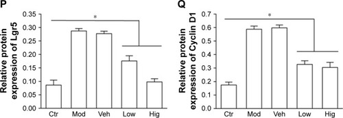 Figure 5 RTHF modulates colorectum dysplasia and Wnt/β-catenin pathway.