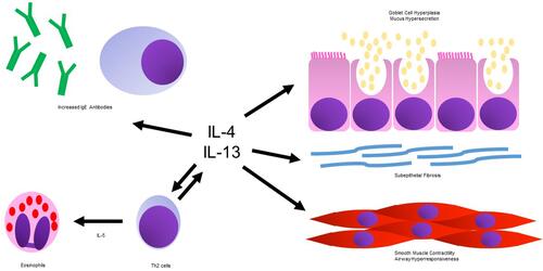 Figure 1 Asthma related actions of interleukin-4 and interleukin-13.Abbreviations: IL-4, interleukin-4; IL-13, interleukin-13; IL-5, interleukin-5; IgE, immunoglobulin E; Th2, T helper 2.