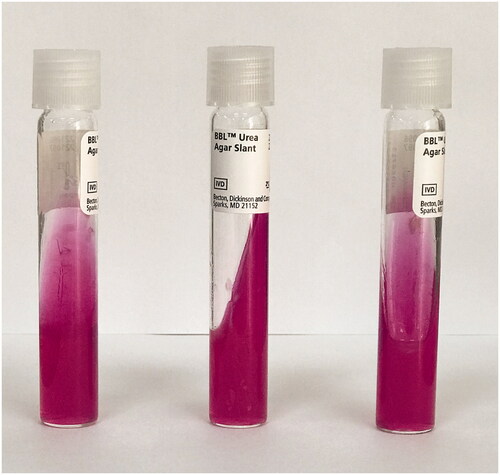 Figure 2. Inoculated urea agar slants after 24 h of incubation at 42 °C.