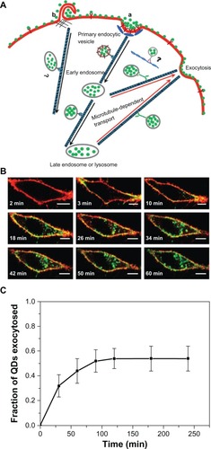 Figure 7 (A) Schematic diagram showing the endocytosis and exocytosis processes of D-penicillamine-coated quantum dots; a: Clathrin-mediated endocytosis; b: Macropinocytosis. (B) Interaction of D-penicillamine-coated quantum dots (green) with plasma membrane of a HeLa cell before internalization. The plasma membrane was stained with the red membrane dye. Scale bar: 10 μm. (C) Kinetics of exocytosis of D-penicillamine-coated quantum dots after removing the nanoparticles in the media.Note: Reproduced with permission from Jiang X, Röcker C, Hafner M, Brandholt S, Dörlich RM, Nienhaus GU. Endo- and exocytosis of zwitterionic quantum dot nanoparticles by live HeLa cells. ACS Nano. 2010;4:6787–6797.Citation45 Copyright © 2010 American Chemical Society.Abbreviations: QDs, quantum dots; min, minutes.