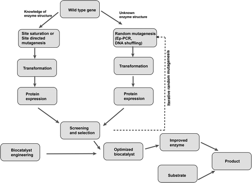 Figure 3. Diagram depicting strategies used for directed evolution in biocatalysis.