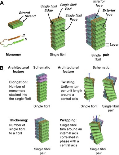 Figure 4 Single fibrils are antiparallel stacks monomers with varying geometries.Notes: (A) A single fibril pair is made of two single fibrils that are antiparallel stacks of monomers. (Left) Bottom: A monomer with a U-turn; Upper: Monomer schematized as a brick with interdigitated side chains. The N-terminal β-strand (N) is green, and the C-terminal β-strand (C) is orange. (Center) The monomers stack antiparallel such that all of the N-terminal strands make a sheet on one face of the single fibril. Likewise, all of the C-terminal strands make a sheet on the other face of the single fibril. Two monomers form the two ends of the single fibril. Edges are made of the alternating turns and termini of the stacked monomers. (Right) A single fibril pair consists of two single fibrils that interact through the faces made by C-terminal β-strands. The C-terminal face of the cyan–magenta single fibril is cyan. A layer of a single fibril is one monomer thick in the stacking direction. (B) Models vary by elongation (stacking more layers of monomers to the single fibrils), thickening from a single fibril to a single fibril pair, twisting around a central axis, or wrapping around a central axis to create single fibril with internal helical axes that are in phase with the central helical axis. Color differences indicate growth by elongation and thickening. Helical symmetry axes are shown as arrows. Wrapping geometry results in two additional helical symmetry axes that run through the single fibrils. Note that “tape” is referred to longitudinal association of β-stands in short peptides; “single fibrils” are repetitive arrays of β-sheets oriented perpendicular to longitudinal axis (in short peptides single fibril is tape-to-tape or double-tape association); fiber formed for the association of several single fibrils (also termed proto-filaments when are associated with forming fibers). Adapted from Stroud JC, Liu C, Teng PK, Eisenberg D. Toxic fibrillar oligomers of amyloid-beta have cross-beta structure. Proc Natl Acad Sci USA. 2012;109(20):7717–7722.Citation50