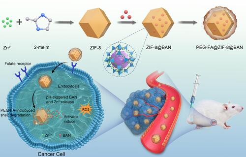 Scheme 1 PEG-FA@ZIF-8@BAN schematic representation of the formation of a nano platform. Schematic diagram of effective antitumor therapy with responsive drug delivery system mediated by folate receptor.