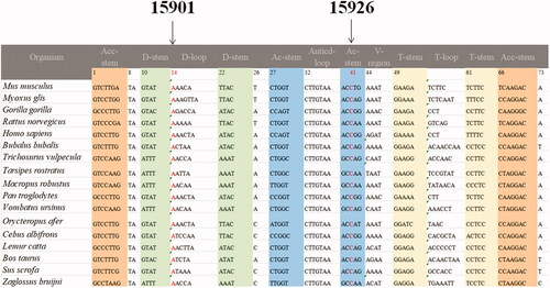 Figure 4. Sequence alignment of mt-tRNAThr from different species, arrows indicate the positions of 14 and 41, corresponding to the m.A15901G and m.C15926T mutations.