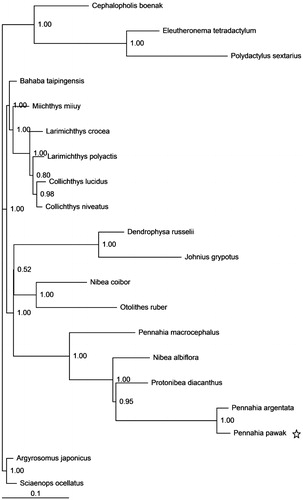 Figure 1. Phylogenetic position of the Pawak croaker Pennahia pawak. Cephalopholis boenak (KC537759.1), Eleutheronema tetradactylum (KC878730.1), and Polydactylus sextarius (NC_027088.1) were selected as the outgroup. The other 17 species from the family Sciaenidae are: Argyrosomus japonicus (NC_017610.1), Bahaba taipingensis (NC_018347.1), Chrysochir aureus (NC_016987.1), Collichthys lucidus (JN857362.1), Collichthys niveatus (JN678726), Dendrophysa russelii (NC_017606.1), Johnius grypotus (KC491206), Larimichthys crocea (NC_011710.1), Larimichthys polyactis (GU586227.1), Miichthys miiuy (NC_014351.1), Nibea albiflora (NC_015205.1), Nibea coibor (NC_025307.1), Otolithes ruber (KX929060), Pennahia argentata (KC545800.1), Pennahia macrocephalus (NC_031409.1), Protonibea diacanthus (NC_024573.1), and Sciaenops ocellatus (NC_016867.1).