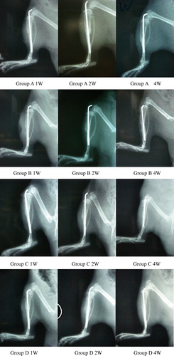 Figure 1.  The X-ray to display the fracture healing conditions in 4 different groups in different time.