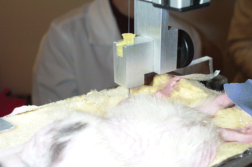Figure 4. Robotic insertion of measurement probe into tumor. The X-Y-Z1 axes position the cannula at the skin surface, and the Z2 axis drives the probe (the thin line) into the tumor. [Color version available online.]