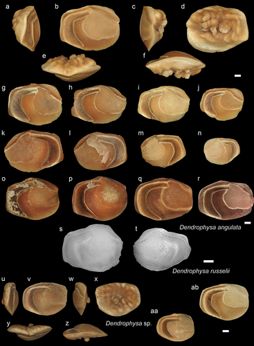 Figure 11. Sciaenidae. a-f: Dendrophysa angulata from AH, posterior (a), inner (b), anterior (c), external (d), dorsal (e) and ventral (f) views (NHMUK PV P 76655); g-n: D. angulata specimens from AH in inner views (g-j: NHMUK PV P 76656-59   k-n: GUBD V0207); o-p: D. angulata from Ker (GUBD V0208 – 2 specimens), inner views. Note the different preservation states. q-r: D. angulata from the Miri Formation all are in inner views q – JT2 (NHMUK PV P 76660), r – JT1-L2 (NHMUK PV P 76661). s-t: Dendrophysa russelii – modern species from Brunei (GSCN4049 TL: 12 cm   GSCN4050 TL: 12.9 cm). u-z: Dendrophysa sp. from Ker, posterior (u), inner (v), anterior (w), external (x), dorsal (y) and ventral (z) views; aa-ab: Dendrophysa sp. from Ker and IB, respectively. (u-z   aa: NHMUK PV P 76662-63, ab: GUBD V0216). Scale bar: 1 mm.