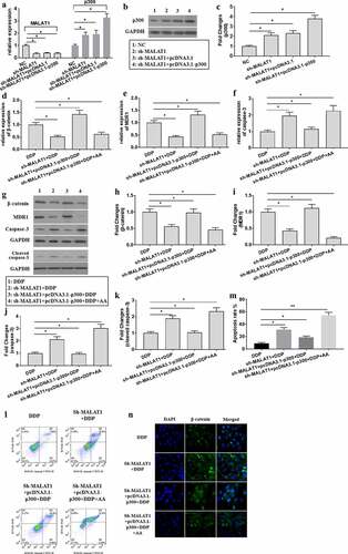 Figure 6. AA re-sensitized A549/DDP cells to DDP through regulating MALAT1/miR-1297/p300 signaling. (a) The expression of MALAT1 and p300 in co-transfection of sh-MALAT1 and pcDNA3.1-p300 into A549/DDP cells was tested using qRT-PCR. (b-c) p300 protein expression was tested. β-catenin (d), MDR1 (e), and caspase-3 (f) gene expression was tested using qRT-PCR. β-catenin (g, h), MDR1 (g, i), caspase-3 (g, j), and cleaved caspase-3 (g, k) protein expression was tested using Western Blot. (l) Cell apoptosis was measured through Flow cytometer. (m) Analysis of apoptosis rate. (n) The subcellular location of β-catenin was detected through immunofluorescence assays (×400 magnification). The experiments were conducted three times independently, with data denoted as mean ±SD. *P < 0.05, **P < 0.01.