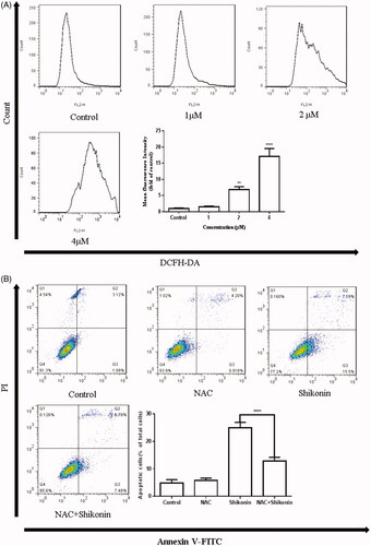 Figure 4. Shikonin induces apoptosis mediated by ROS generation in A375 cells. (A) A375 cells were treated with different concentrations of Shikonin for 6 h. Flow cytometry was used to detect the levels of ROS. (B) A375 cells were pretreated with NAC (8 mM) for 1 h, and then Shikonin (2 μM) was added to the cells for 24 h. Flow cytometry was used to detect the change of apoptosis in A375 cells. A representative result from three separate experiments is shown. **p < .01, ****p < .0001 compared with the control group.