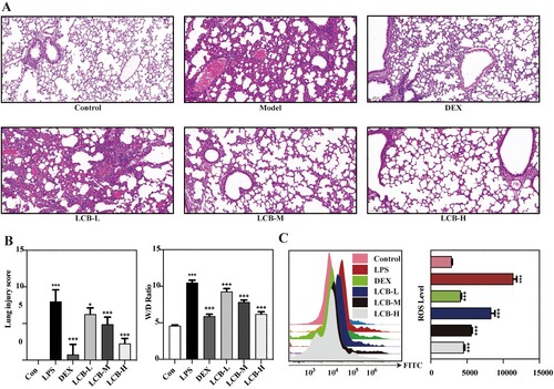 Figure 2. Effects of LCB on LPS-induced dysfunction and ROS in mice with ALI. (A) H&E stanning of pulmonary sections. (B) A semi-quantitative histopathological score of lung injury and W/D weight ratio of lung tissues. (C) ROS levels of lung tissues analyzed by a flow cytometer. LCB-L: LCB 10 mg/kg + LPS; LCB-M: LCB 20 mg/kg + LPS; LCB-L: LCB 40 mg/kg + LPS. Data are presented as means ± SD for eight replicates and analyzed using a one-way ANOVA. * P < 0.05, ** P < 0.01, *** P < 0.001 vs control group. + P < 0.05, ++ P < 0.01, +++ P < 0.001 vs LPS group.