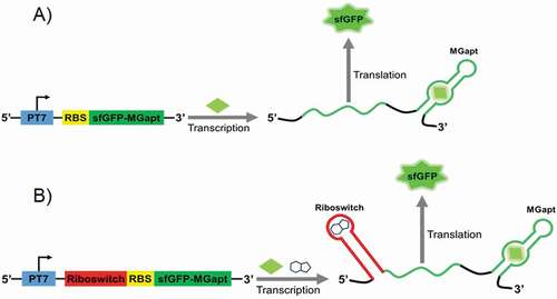 Figure 1. The reporter constructs encode green fluorescent protein (sfGFP) along with malachite green RNA aptamer (MGapt) in the 3ʹ-UTR. The riboswitch performance (B) was compared with the expression of the control construct (A) in S30 extract and PURE cell-free systems