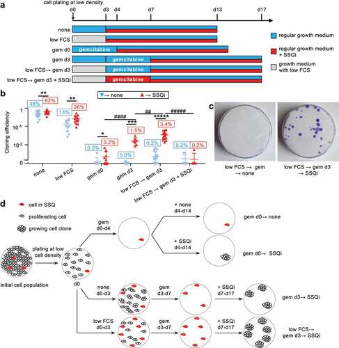 Figure 1. Selection of pancreas cancer KC-DT66066 cells in SSQ at low cell density with anticancer agents. a) Outlines of clonogenic assays to assess the kinetics of SSQ formation. Cells were plated at low cell density on day 0 (d0) and cultured as indicated. The labels on the left are those used in the scatter plots. SSQi is a mixture of pharmacological agents that reverts SSQ (see Methods). b) Kinetics of the generation of gemcitabine-resistant cells. Scatter plots of cloning efficiency (CE) measured with the indicated clonogenic assays. Labels in the red boxes indicate the percentage of seeded cells having formed a cell clone. * indicates the statistical significance of the change in CE induced by SSQi supplementation and # the statistical significance of the difference in CE between the indicated clonogenic assays with SSQi supplementation. c) Representative pictures of fixed and stained cell culture dishes after culturing the cells as indicated. d) Rationale for determining the initial frequency of cancer cells in SSQ in a given cell population and the frequency at which they are induced by cell subculture at low cell density or low cell density and low serum. The gem d0 clonogenic assay selects cells that were already in SSQ in the initial cell population. The selected SSQ cells switch to a proliferating state and formed cell clones after the addition of SSQi (gem d0→ SSQi clonogenic assay). Growing cell clones obtained in clonogenic assays with delayed gemcitabine selection and SSQi supplementation (gem d3→ SSQi and low FCS→ gem d3→ SSQi) originated from cells already in SSQ in the initial population or that were induced to enter SSQ by subculture at low cell density or at low cell density and in low serum.