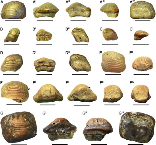 FIGURE 5. Teeth of Ptychodus decurrens Agassiz, Citation1837, from the Upper Cretaceous of Ryazan Oblast (western Russia) in occlusal (A, B, C, D, E, F, G), anterior (AI, FI), posterior (AII, BI, DI, FII, GI), lateral (AIII, CI, EI, FIII, FIV, GII), and inferior (AIV, BII, DII, GIII) views. A–AIV, RSU DGE 2020 RO MP-10; B–BII, RSU DGE 2020 RO MP-11; C–CI, RSU DGE 2020 RO MP-21; D–DII, RSU DGE 2021 RO MP-4; E–EI, RSU DGE 2021 RO MP-6; F–FIV, RSU DGE 2021 RO MP-11; G–GIII, RSU DGE 2021 RO MP-13. Scale bars equal 5 mm.