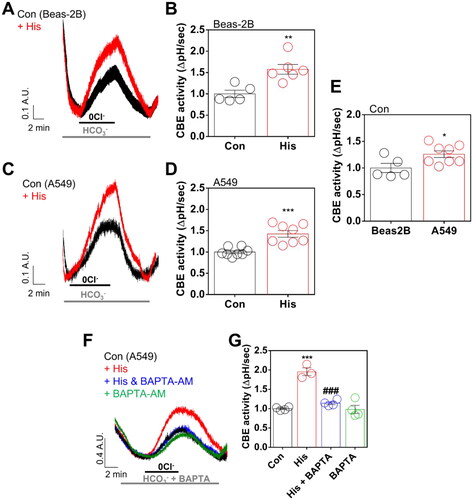 Figure 3. Histamine treatment enhanced CBE activity with the involvement of intracellular calcium increase. (A) CBE activity in response to histamine (His) treatment (100 μM) for 24 h in Beas-2B cells. (B) The graph indicates CBE activity in response to His treatment (100 μM). The bars represent means ± SEM (n = 5 ∼ 6, **p < 0.01). (C) CBE activity in response to His treatment (100 μM) for 24 h in A549 cells. (D) The graph indicates CBE activity in response to His treatment (100 μM). The bars represent means ± SEM (n = 8, ***p < 0.001). (E) The graphs indicate the CBE activities of Beas-2B and A549 cells in control. The bars represent means ± SEM (n = 5 ∼ 8, *p < 0.05). (F) CBE activity in response to His treatment (100 μM) with and without BAPTA-AM (BAPTA; 10 μM) for 24 h in A549 cells. (G) The graph indicates CBE activity in response to His treatment (100 μM) with and without BAPTA-AM (10 μM) for 24 h in A549 cells. The bars represent means ± SEM (n = 3 ∼ 4, ***p < 0.001 vs Control and ###p < 0.001 vs His-treated group).