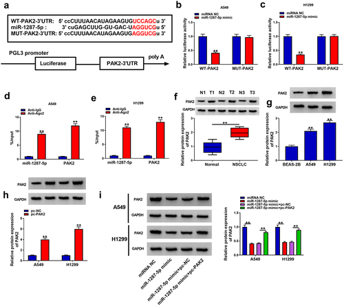 Figure 6. PAK2 is a target of miR-1287-5p in NSCLC cells. (a) The predicted binding sites of miR-1287-5p on PAK2. (b–e) Dual-luciferase reporter and RIP assays were utilized to confirm the interaction between PAK2 and miR-1287-5p in A549 and H1299 cells. (f,g) Western blot analysis of PAK2 expression in NSCLC tissues and normal adjacent tissues, as well as in normal BEAS-2B cells and NSCLC cells. (h) The transfection efficiency of pc-NC or pc-PAK2 was verified by western blot. (i) Western blot analysis was employed to investigate the impact of miR-1287-5p on PAK2 expression profile. Error bars stand for the mean ± SD of three independent measurements. *P < 0.05 and ** P < 0.01.