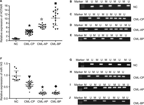 Figure 3 The mRNA level and methylation statue of HOTAIR and miR143 in different phases of CML.Notes: (A) mRNA level of HOTAIR was higher in AP and BP than in CP and healthy donors (★✩■ P<0.05). (B) The methylation rate of HOTAIR in the NC group was 0. (C) The methylation rate of HOTAIR in CML-CP was 20%. (D and E) All (100%) of the samples for patients with disease progression (CML-AP + CML-BP) were methylated compared with the normal controls and CML-CP patients, P<0.01. (F) miR-143 mRNA level was lower in AP and BP than in CP and healthy donors (▼★◆ P<0.05). (G) Methylation of miR-143 in the NC group could not be detected. (H) The methylation rate of miR-143 in CML-CP was 25%. (I and J) Methylation of miR-143 was detected in all patients with disease progression (CML-AP + CML-BP).Abbreviations: AP, accelerated phase; BP, blast phase; CML, chronic myeloid leukemia; CP, chronic phase; NC, negative control.