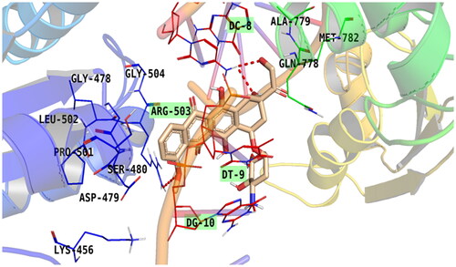 Figure 9. Binding of doxorubicin within the active pocket of topoisomerase II-DNA complex.