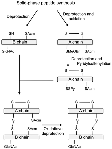 Fig. 5. Synthetic procedure of IAG.