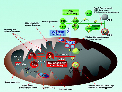 Figure 4.  Diseases resulting from deficient Fe/S proteins. Fe/S protein biogenesis components or Fe/S proteins that are associated with human diseases are outlined in red. (ADR = adrenodoxin reductase; ADX = adrenodoxin; Mfn = mitoferrin; ALR = augmenter of liver regeneration (Erv1 homologue); MELAS = mitochondrial encephalomyopathy, lactic acidosis, and stroke-like episodes; LHON = Leber hereditary optic neuropathy).