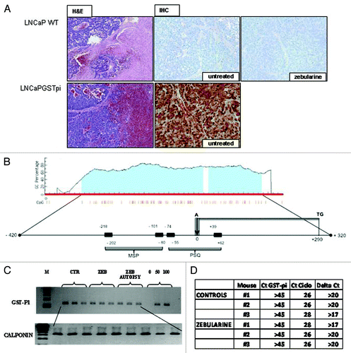 Figure 6. (A) Immunohistochemistry analysis of GST-pi expression in parental LNCaP cells untreated (LNCaPwt) or pretreated for 7 consecutive days with zebularine 500mg/Kg (Zebularine). Positive control for GST expression is represented by untreated LNCaP-GST clone 41 growing in immunodeficient mice (LNCaP-GST). The first two panels report H&E staining. (B) Predicted CpG islands in GSTP1 gene according to MethPrimer program. (C) Methylation specific–PCR in the GSTP1 gene performed in LNCaP tumors obtained from untreated or zebularine treated mice (tumors taken after the last treatment and at autopsy) as reported in the figure. Calponin is used as internal control. The three last lanes represent the controls of methylation specific PCRs obtained by using unmethylated DNA (0), totally methylated DNA (100) or an equal mixture of them (50). (D) Real Time RT PCR performed in LNCaP tumors untreated or treated with zebularine. The table reports the cycle in which amplification occurs for GSTP1 and for cyclophillin used as internal control. The Delta Ct values calculated from the data are reported in the last column.