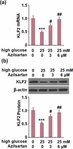 Figure 6. Azilsartan restored high glucose (25 mM)-induced reduction of KLF2 in bEnd.3 brain endothelial cells. Cells were stimulated with high glucose (25 mM) with or without Azilsartan (3, and 6 μM) for 24 hours. (A). mRNA of KLF2; (B). Protein of KLF2 (***, p < 0.005 vs. control group; #, ##, P < 0.05, 0.01 vs. high glucose group)