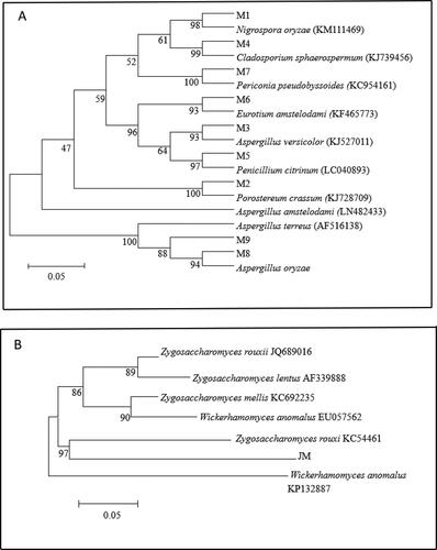 Figure 6. Phylogenetic trees: 26S rDNA phylogenetic trees of molds (a) and 18S rDNA phylogenetic trees of yeasts (b).