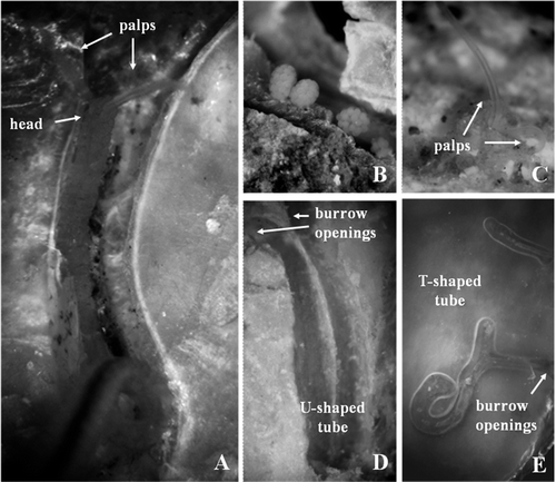 Figure 3. Polydora rickettsi in life. A, individual inside its burrow, in shell of Pododesmus rudis; B, egg capsules inside a burrow in a shell of A. tehuelchus; C, palps projecting from the shell of Protothaca antiqua; D, U-shaped burrow in a shell of A. tehuelchus; E, T-shaped burrow in a shell of P. rudis.