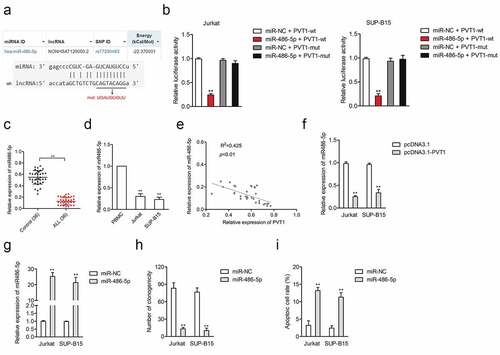 Figure 2. LncRNA PVT1 directly targeted miR-486-5p. (a) The predicted binding site of miR-486-5p and PVT1 and the mutant. (b) Luciferase reporter assays for Jurkat and SUP-B15 cells transfected with PVT1-wt reporter or PVT1-mut reporter, as well as miR-486-5p mimics. (c) The expression of miR-486-5p in plasma samples from ALL and healthy controls. (d) MiR-486-5p expression in ALL Jurkat and SUP-B15 cells, as well as PBMC. (e) Pearson correlation analysis for the correlation between relative expression levels of PVT1 and miR-486-5p in ALL. (f) qRT-PCR assay for miR-486-5p expression in Jurkat and SUP-B15 cells transfected with pcDNA3.1-PVT1 or pcDNA3.1. (g) Jurkat and SUP-B15 cells were transfected with miR-NC or miR-486-5p mimics. The relative expression level of miR-486-5p after transfection were detected using the qRT-PCR assay. (h) Colony formation analysis of colony formation in Jurkat and SUP-B15 cells. (i) Flow cytometry analysis of cell apoptosis in Jurkat and SUP-B15 cells. **P< 0.01 compared to sh-NC or pcDNA3.1.