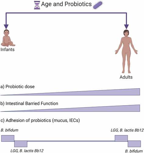 Figure 2. Age and probiotics adhesion. The figure shows a schematic view of probiotic and GIT characteristics changing with age. (a) Conventionally probiotics are given in increasing doses with age.Citation184 (b) IECs, which are among the main cells interacting with probiotics in the GIT and form the intestinal barrier function, are less established early in life but with age they are progressively shaped into a fully functioning GIT barrier.Citation10,Citation188 Probiotic adhesion is strain- and age-dependent. In (c) are shown a few examples of probiotic strains, B. bifidum,Citation189 LGG,Citation10,Citation189 B. lactis Bb12Citation189, in which age-dependency has been investigated within a single study. Created with BioRender.com