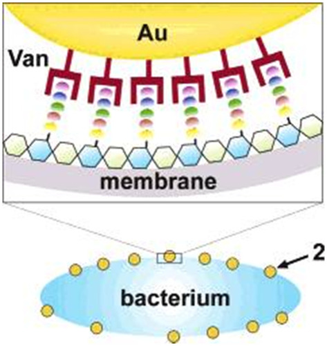 Figure 11 Illustration of a possible multivalent interaction between a Van-capped Au nanoparticle (2) and a VanA genotype VRE strain (hexagons: glycosides; ellipses represent the amino acid residues of the glycanpeptidyl precursor with different colors: L-Ala (yellow), D-Glu (orange), L-Lys (green), D-Ala (blue), and D-Lac (purple)). Reprinted with permission from Gu H, Ho PL, Tong E, Wang L, Xu B. Presenting vancomycin on nanoparticles to enhance antimicrobial activities. Nano Lett. 2003;3(9):1261–1263. Copyright (2003) American Chemical Society.Citation141