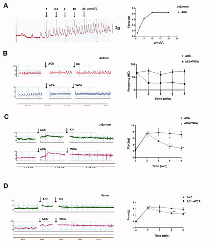 Figure 5. The inhibitory effect of WCA on ACh-induced contractions of rat antrum, jejunum and ileum. (A n = 1) Rat jejunum strips were isolated and stimulated with different concentrations of ACh. (B, C, D) Strips from rat antrum (B), jejunum (C) and ileum (D) were isolated and stimulated with ACh (10 µM). After the stable induction of contraction, WCA was added and the contractile force and frequency of spontaneous contractions were recorded. Data are represented as mean ± S.E.M. n = 6.