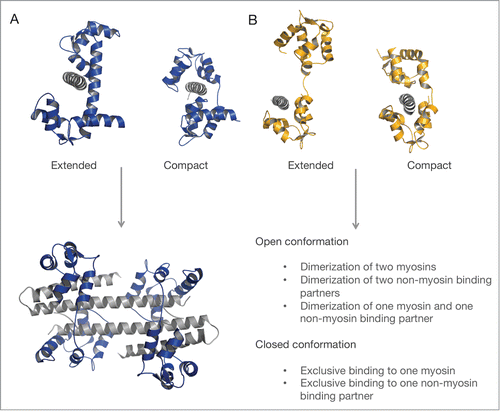 Figure 4. Consequences of different binding modes of myosin light chains. (A) Schematic representation of the open and closed conformation of CaM (blue) bound to an exclusive target IQ-motif (gray). CaM-dependent dimerization of 2 domains of the Ca2+-activated K+ channel (gray), each bound to one lobe of CaM (PDB ID: 1G4Y). (B) Extended and compact light chain conformation exemplarily shown for the ELC (orange) on the IQ motifs (gray) of the yeast myosin-5 (PDB IDs: 1M45, 1M46). Potential functional consequences of the extended and compact light chain conformation are valid for ELC, RLC and CaM.