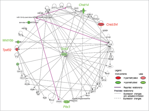 Figure 4. Signaling pathways associated with differentially methylated candidate genes were predicted by Ingenuity Pathway Analysis™. Genes with promoter hypermethylation are shown in red and genes with promoter hypomethylation are shown in green, with color intensity signifying the magnitude of differential methylation. Gray arrows indicate predicted association pathways; purple arrows indicate reported directional pathways.