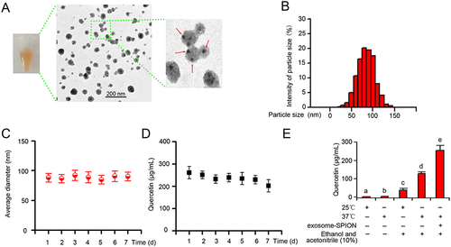 Figure 1 Characterization of Qu-exosome-SPIONs. (A) TEM image of Qu-exosome-SPIONs. The red arrows indicate the SPIONs distributed on the surface of the exosomes. (B) Particle size distribution of Qu-exosome-SPIONs. (C) Change in size of Qu-exosome-SPIONs stored in serum at 37 °C. (D) Change in quercetin concentration in Qu-exosome-SPIONs stored in serum at 37 °C. (E) Solubility analysis of quercetin by HPLC. n=3, bars with the same letter do not differ significantly (p >0.05).