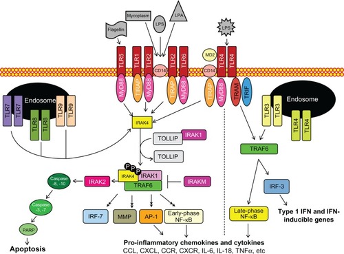 Figure 1 The toll-like receptor (TLR) signaling pathway is initiated via activation of TLRs, followed by adaptor complex formation, interleukin-1R-associated kinase (IRAK) and/or tumor necrosis factor receptor-associated factor 6 (TRAF6) activation to induce subsequent mitogen-activated protein kinase, nuclear factor-kappa B (NF-κB), and interferon-regulatory factor (IRF) activation, nuclear translocation, and regulation of pro- or anti-inflammatory gene expression.