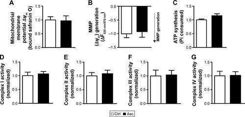 Figure S1 Supplementation of ascorbic acid alone does not affect the bioenergetics of cortical SM.Notes: MMP at both basal states (A) and in presence of substrates (B) was not altered in SM fraction isolated from rat pups supplemented with ascorbic acid when compared to aged matched controls. Ascorbic acid supplementation did not affect other mitochondrial functions, including ATP synthesis (C) and activities of complexes I–IV (D–G). Data are represented as mean ± SEM (n=5 pups from 2 litters). Difference between the groups were assessed statistically using unpaired two-tailed Student’s t-test.Abbreviations: SM, synapse-specific mitochondria; MMP, mitochondrial membrane potential; Ctrl, control; Asc, ascorbic acid; SEM, standard error of the mean.