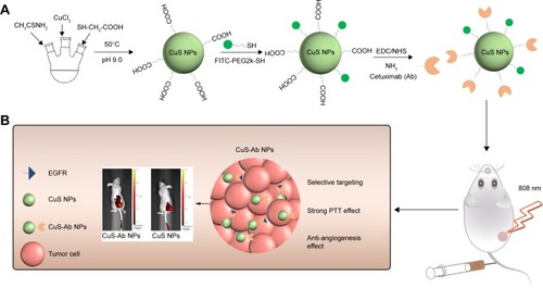 Figure 1 Scheme of synthesis and therapy of CuS-Ab NPs.Notes: (A) Schematic diagram of synthesis for FITC-CuS-Ab NPs. (B) Illustration of CuS-Ab NPs’ target tumor.Abbreviations: CuS NP, CuS nanoparticle; CuS-Ab NP, cetuximab-modified CuS NP; EDC, 1-(3-dimethylaminopropyl)-3-ethylcarbodiimide hydrochloride; FITC, fluorescein isothiocyanate; NHS, N-hydroxysulfosuccinimide; PTT, photothermal therapy.