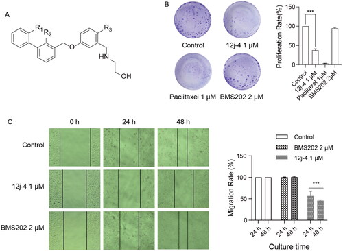 Figure 3. Inhibition of the proliferation and migration of MDA-MB-231 cells with compound 12j-4. (A) The clone formation rates of MDA-MB-231 cells were treated with 12j-4 for 24 h at a concentration of 1 μM. (B) Migration ability of MDA-MB-231 cells treated with 12j-4 (1 μM) for 24 h and 48 h. Positive control: paclitaxel and BMS202. Negative control: 1% DMSO. Data are expressed as mean ± SEM (n = 3). *p < 0.05, **p < 0.01, ***p < 0.001.