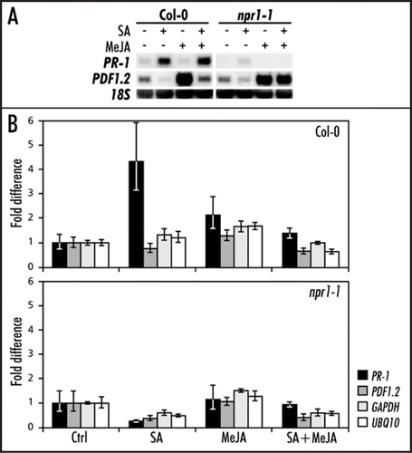 Figure 1 Chromatin immunoprecipitation (ChIP) analysis of histone H3 acetylation at the PR-1 and PDF1.2 promoters in Col-0 and npr1-1. (A) Northern blot analysis of PDF1.2 and PR-1 expression in Col-0 and npr1-1 leaves treated with 1 mM SA, 0.1 mM MeJA, or a combination of both chemicals. Leaf tissue was harvested 24 h after chemical treatment. Equal loading of RNA samples was checked using a probe for 18S rRNA. (B) ChIP analysis of Col-0 and npr1-1 treated with 1 mM SA, 0.1 mM MeJA, or a combination of both chemicals. Chromatin samples were subjected to immunoprecipitation using an AcH3 antibody. The immunoprecipitated DNA was analyzed for the enrichment of PR-1, PDF1.2, UBQ10 and GAPDH promoter sequences by Q-RT-PCR. The fold increase of immunoprecipitated DNA was calculated relative to the input DNA.